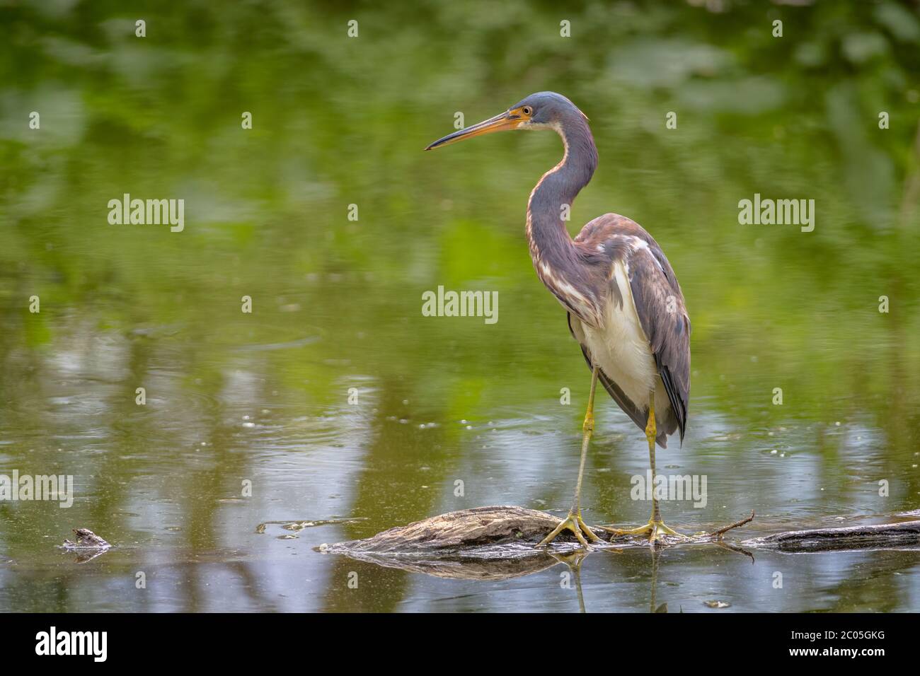 Tricolored heron outdoors feeding and hunting from a log in an alligator filled marsh in winter at the end of the day in the South East of the USA SC Stock Photo