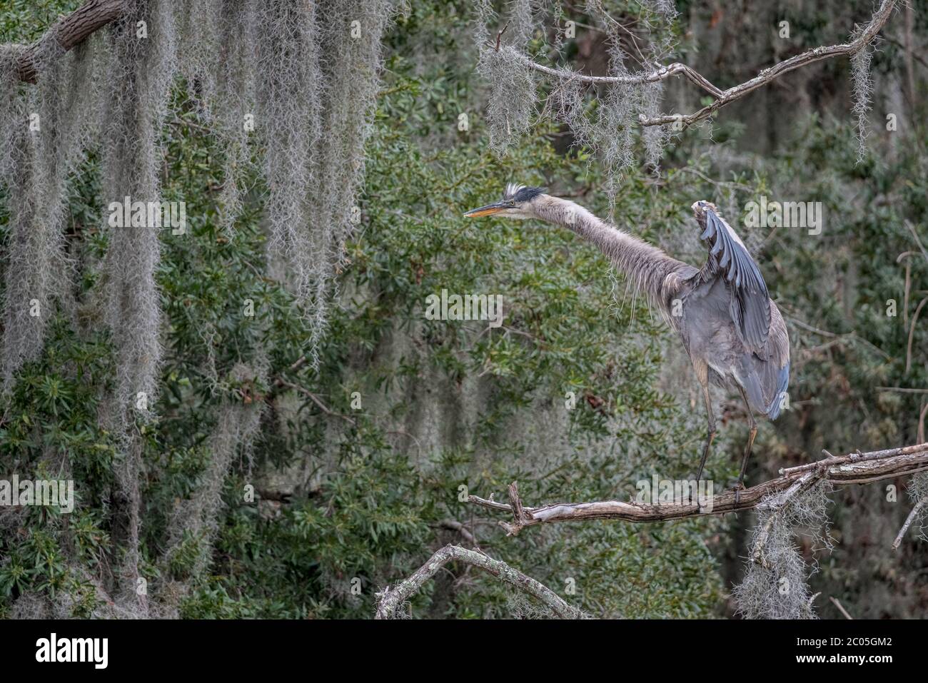 Great blue heron perched on a Live Oak Tree filled with Spanish Moss wings wide open and neck fully stretched out on a cloudy winter day  Low Country Stock Photo