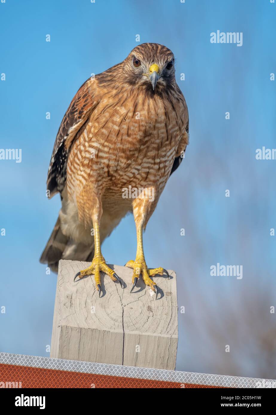 Close-up of a Red-shouldered hawk Buteo lineatus a medium sized hawk perched on a sign post along a public road near the Atlantic Ocean winter plumage Stock Photo
