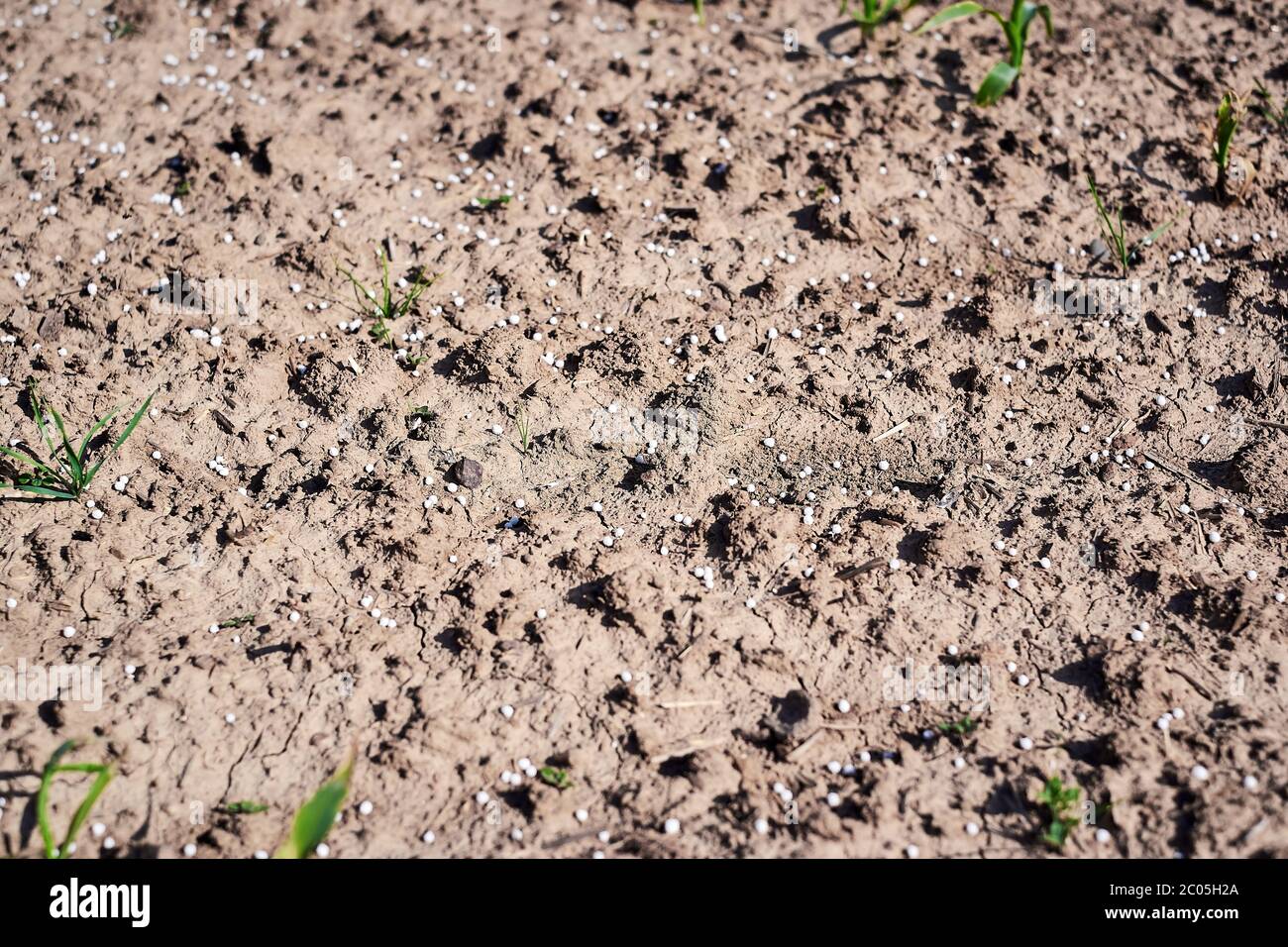 Artificial nitrogen fertilizer on brown soil. Large field with white
