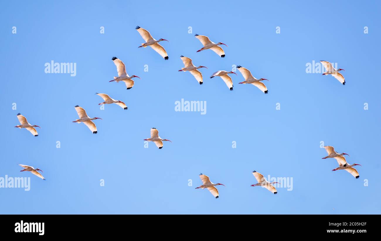 Flock of American White Ibis in Flight backlit against bright blue sky on warm sunny winter day in the Low Country of Coastal South Carolina Feb 2020 Stock Photo