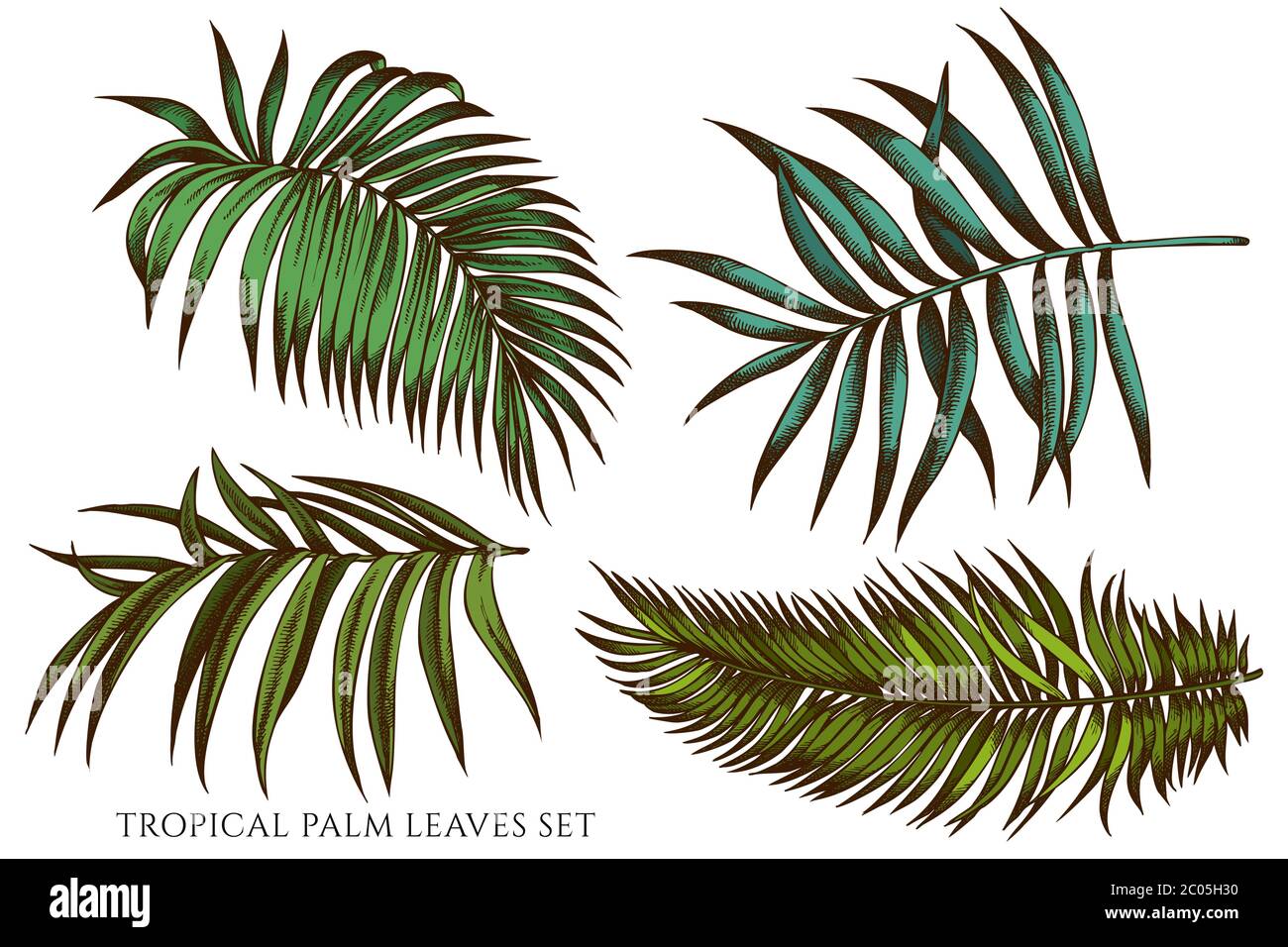 Vector set of hand drawn colored tropical palm leaves Stock Vector ...