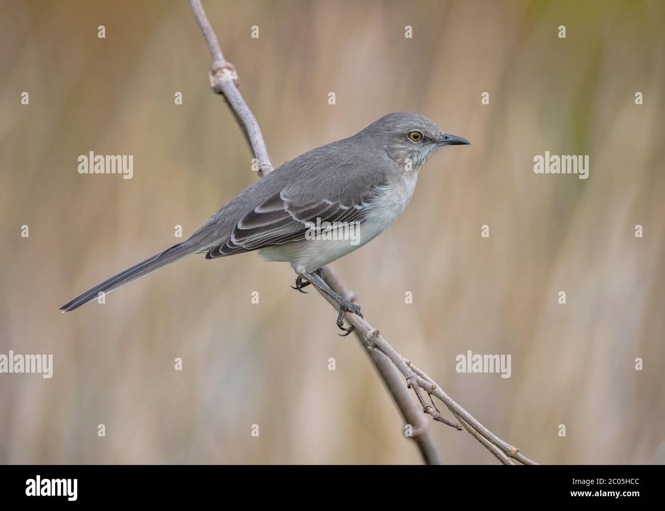 Northern mockingbird perched on a branch on a winter day in Coastal Georgia in the Savannah Area - January 2020 Stock Photo