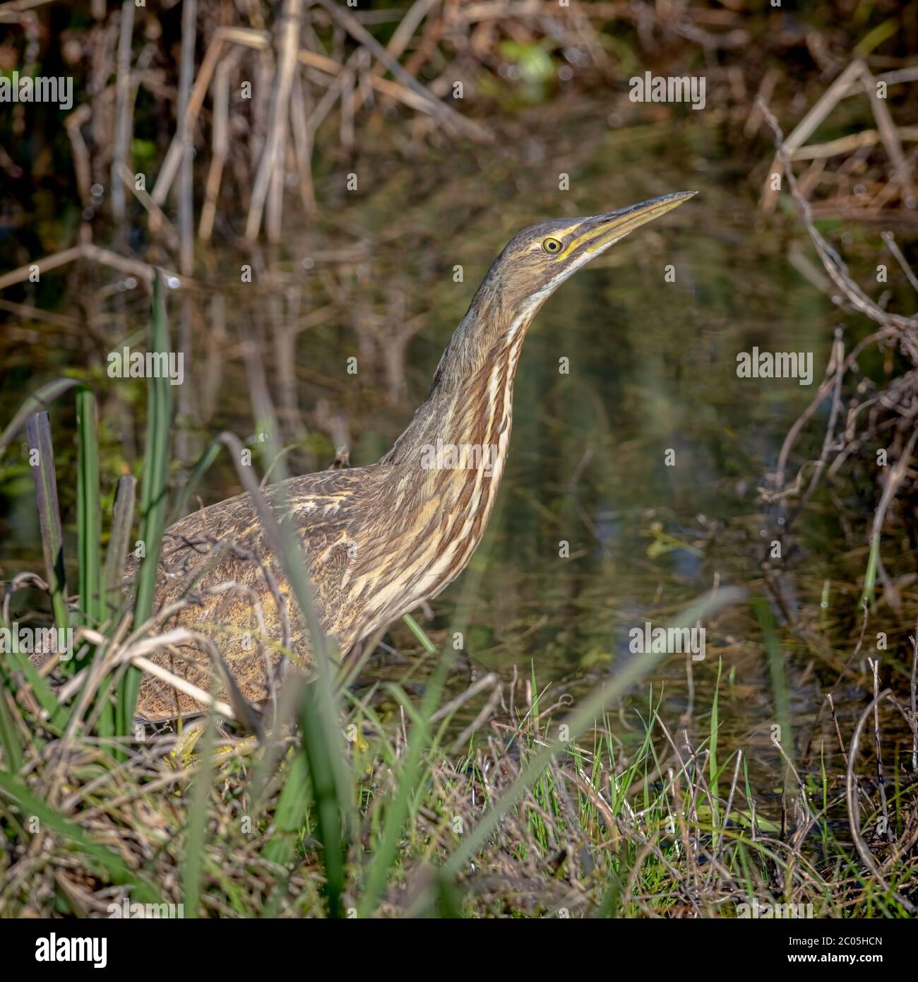 American bittern in bulrushes and cattails on the edge of a swamp searching for food on a warm winter day in the Low Country of Coastal South Carolina Stock Photo