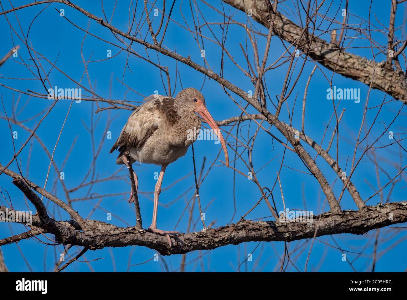 Young American white ibis perched on a branch in a tree on a sunny day with blue skies in the Low Country of Coastal South Carolina Winter Feb 2020 Stock Photo