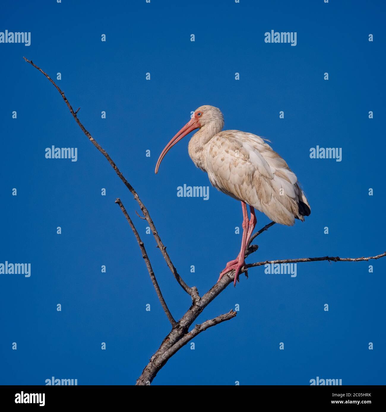 American white ibis perched on a branch in a tree on a sunny winter day with blue skies in the Low Country of Coastal South Carolina February 2020 Stock Photo