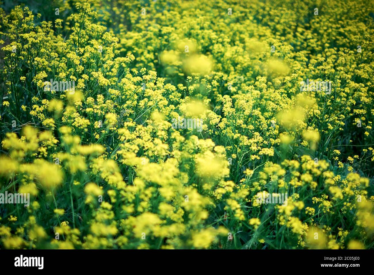 Yellow rapseed flowers with dark green background. Bio canola. Many colorful flowers with bookeh and shallow depth of field. Fresh spring field in May Stock Photo