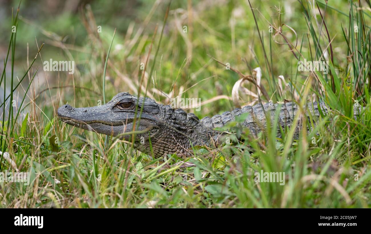 Young Alligator basking in the sun hidden in the grass by a small river bank near a Wood Stork Rookery Southern Coastal Georgia Winter February 2020 Stock Photo