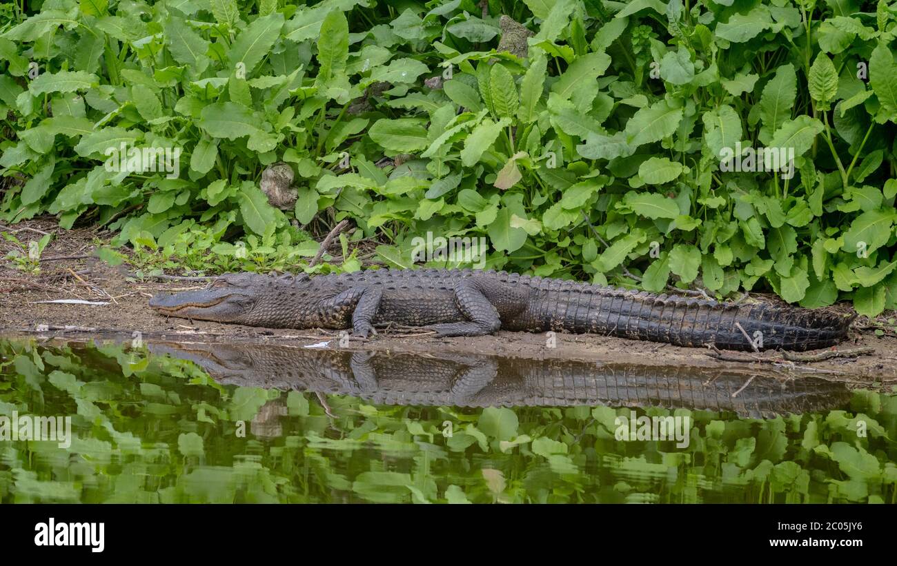 Adult Alligator resting and basking on the bank of a small pond on a partly cloudy warm winter day with vegetation February 2020 Coastal Georgia Stock Photo