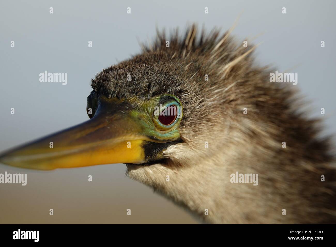 Capture of Anhinga in the Everglades national park, Florida. Stock Photo