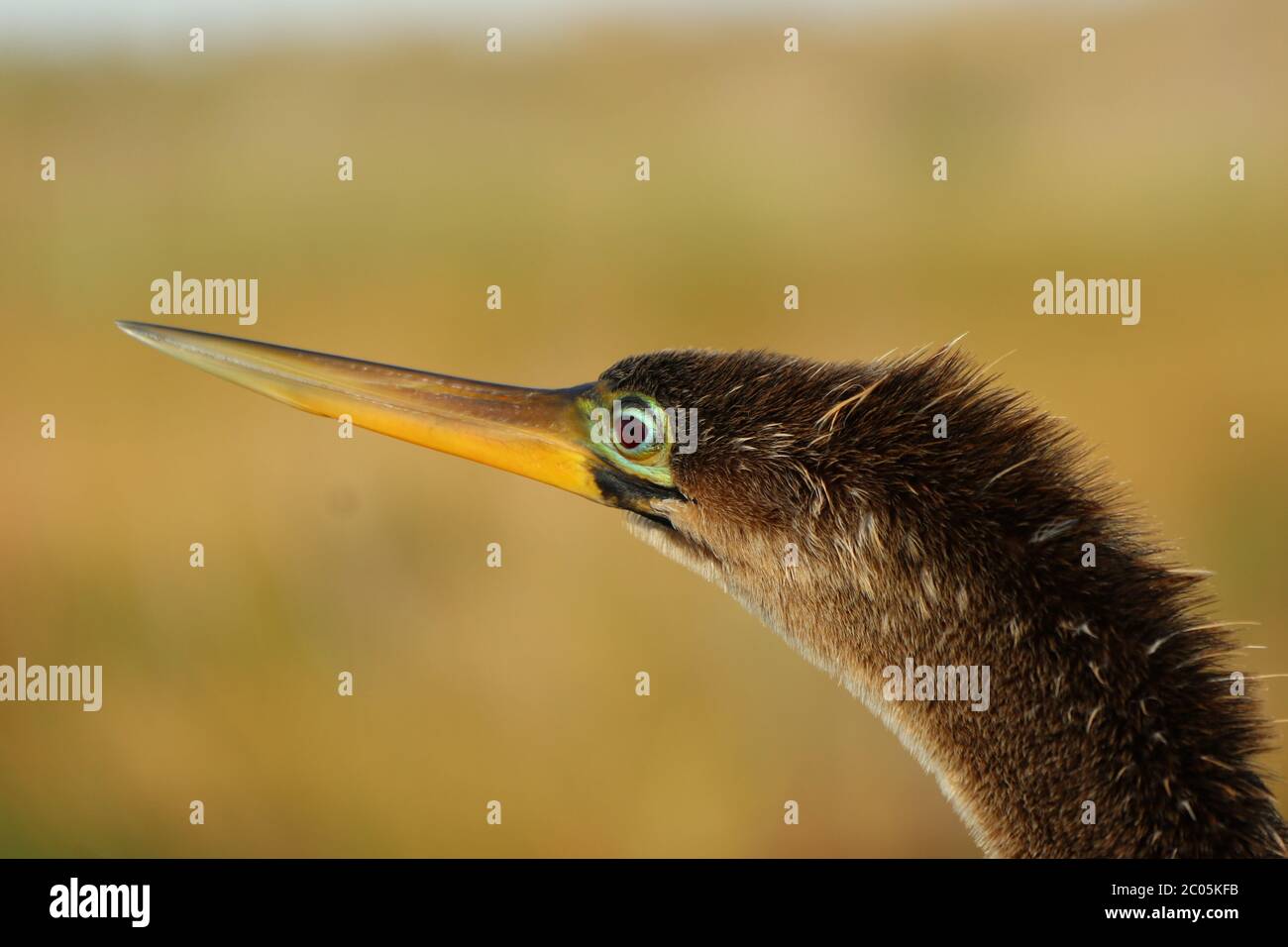 Capture of Anhinga in the Everglades national park, Florida. Stock Photo