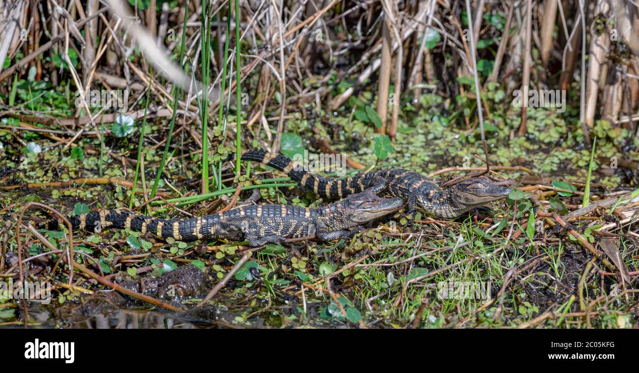 Baby Alligators gators on the edge of a swamp on vegetation basking together near their mother's protection on a sunny day Winter March 2020 Stock Photo