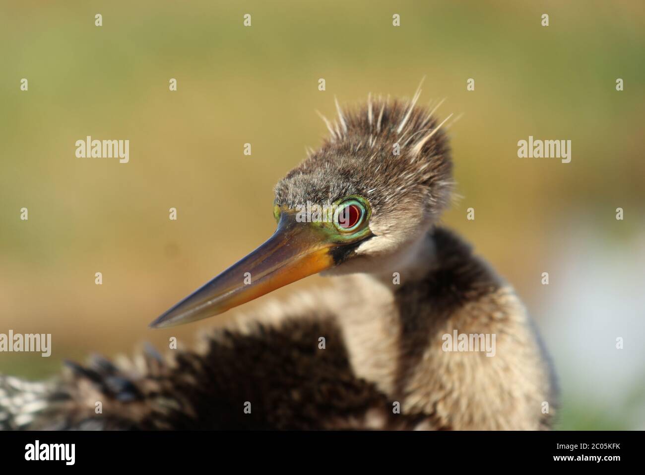 Capture of Anhinga in the Everglades national park, Florida. Stock Photo