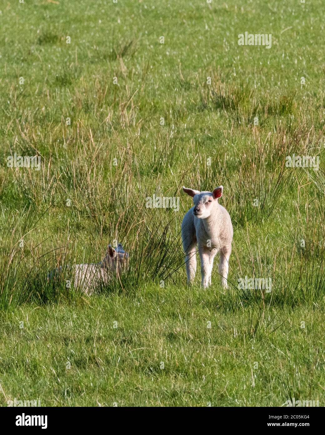 Two young lambs in a field near Lennoxtown in Scotland Stock Photo