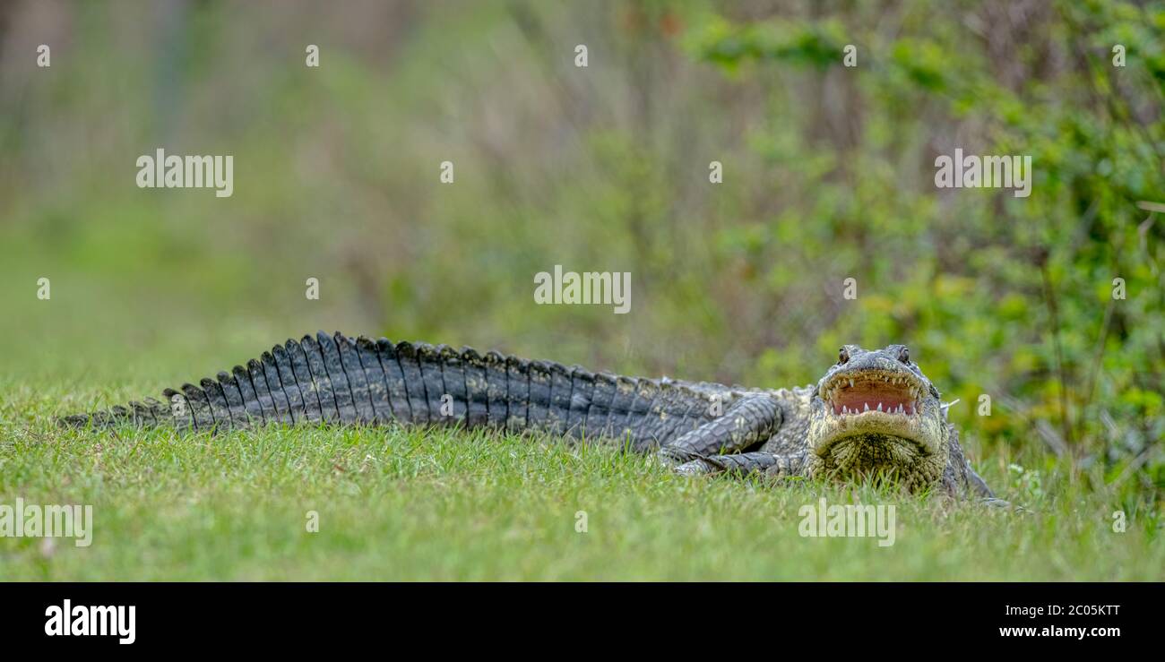 Female Alligator baking in  the sun mouth open teeth showing looking aggressive on a walking path along a pond Winter February 2020 Stock Photo