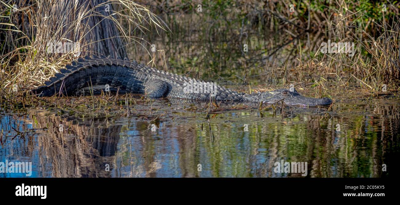 Adult Alligator at the edge of a swamp, partly in water basking in the sun in Southern Georgia near Florida Border Winter February 2020 Stock Photo