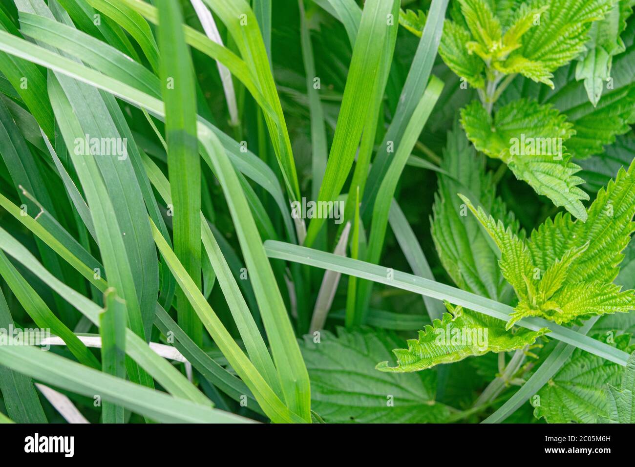 Untrimmed grass hi-res stock photography and images - Alamy