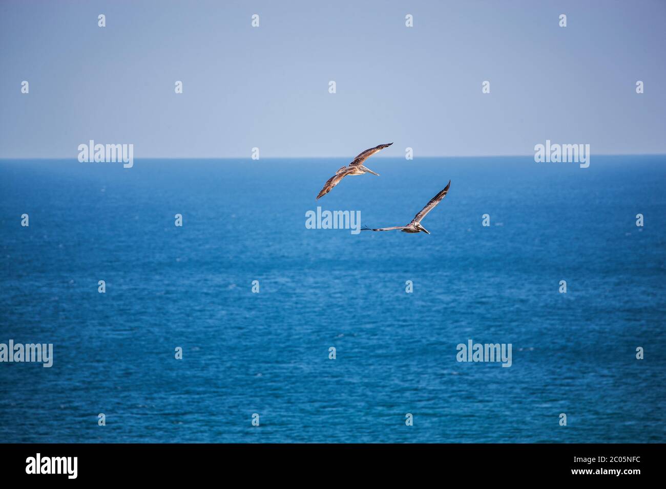 Two brown pelicans are shown in flights soaring over the Gulf of Mexico with wings spread agains a cloudless blue sky and blue water Stock Photo