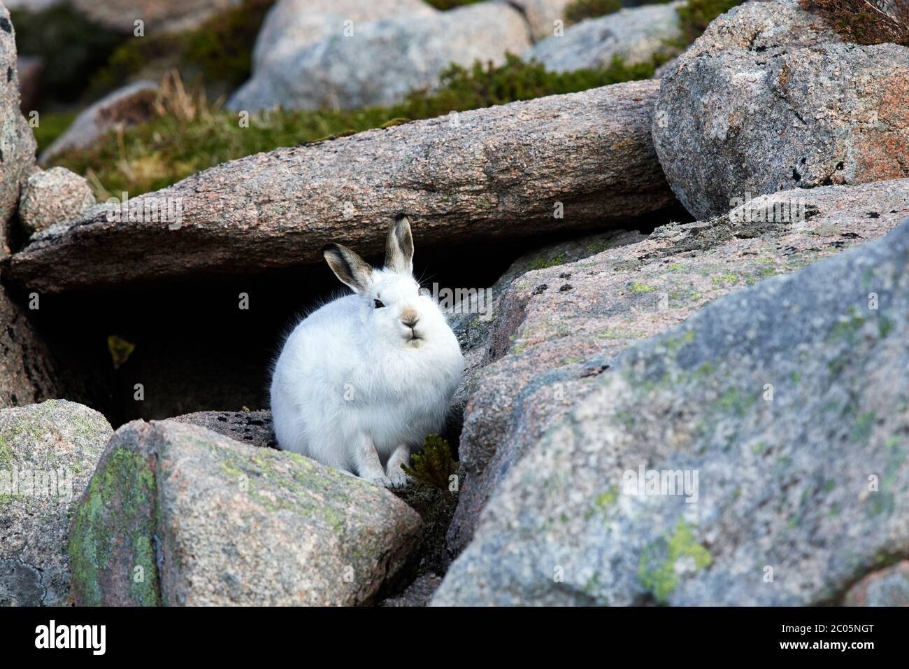 Mountain hare (Lepus timidus) UK Stock Photo