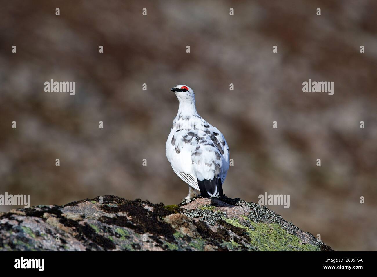 Ptarmigan (Lagopus muta) UK Stock Photo