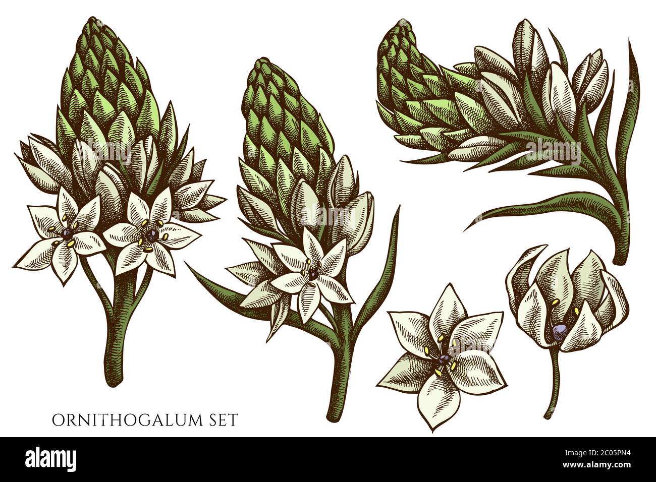 Vector set of hand drawn colored ornithogalum Stock Vector