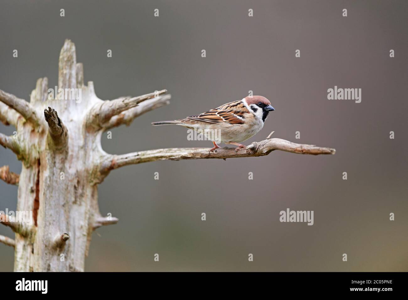 Tree sparrow (Passer montanus) UK Stock Photo