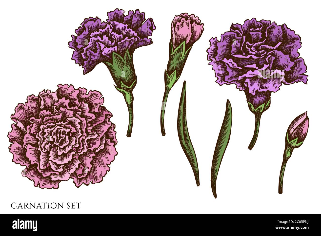 Vector set of hand drawn colored carnation Stock Vector Image & Art Alamy
