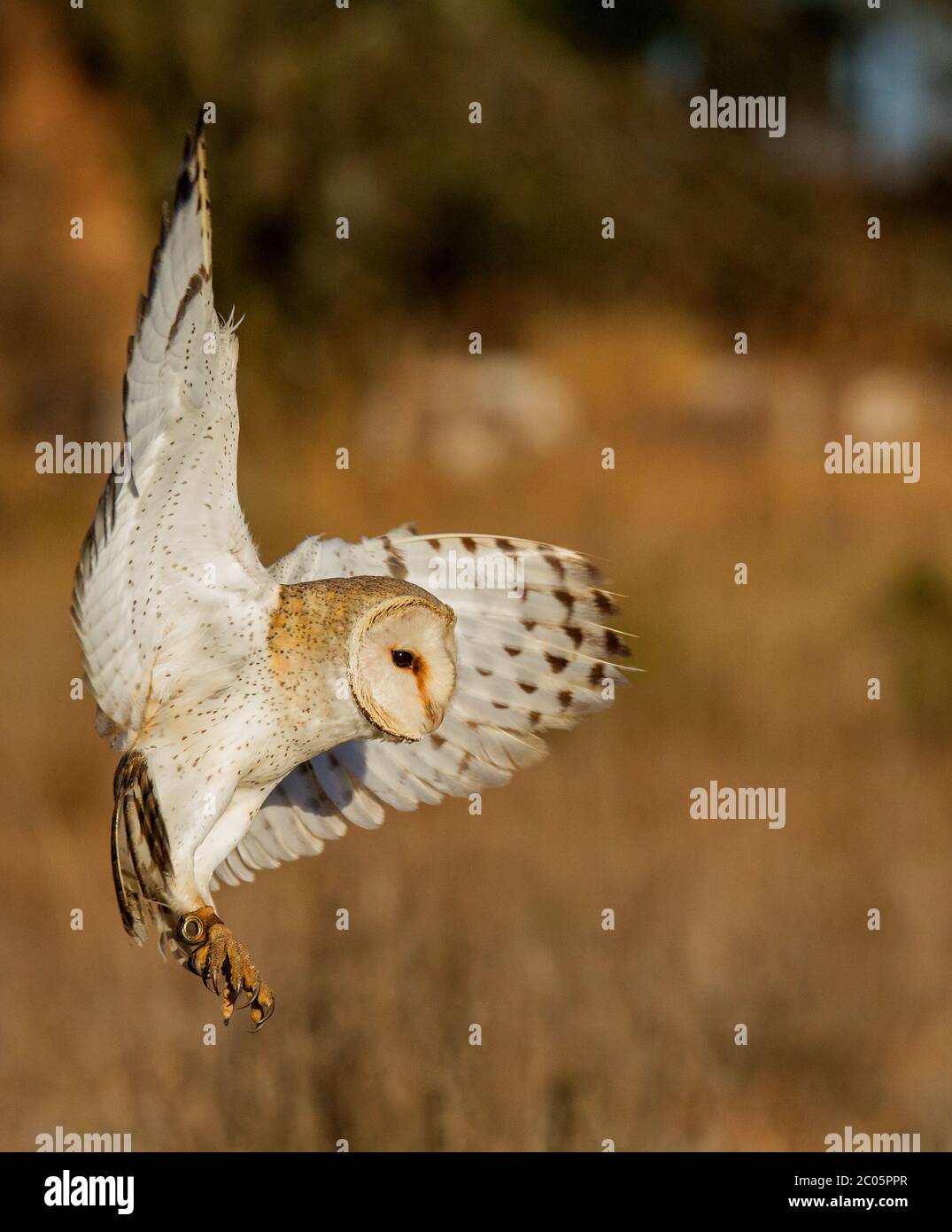 owl in flight Stock Photo