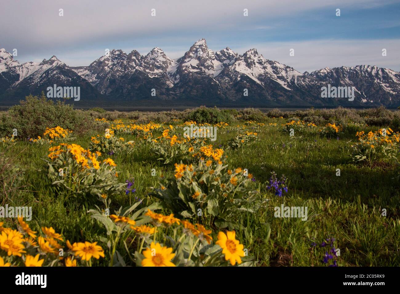 Wild arrowleaf balsamroot blooms across Willow Flats with the snow capped Teton Mountain Range behind during spring at Grand Teton National Park in Moose, Wyoming. Stock Photo
