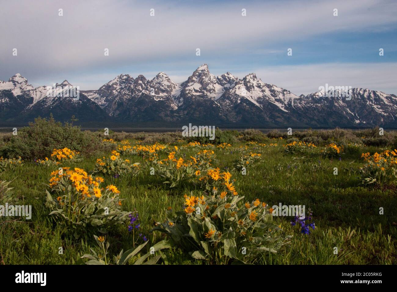 Wild arrowleaf balsamroot blooms across Willow Flats with  the snow capped Teton Mountain Range behind during spring at Grand Teton National Park in Moose, Wyoming. Stock Photo