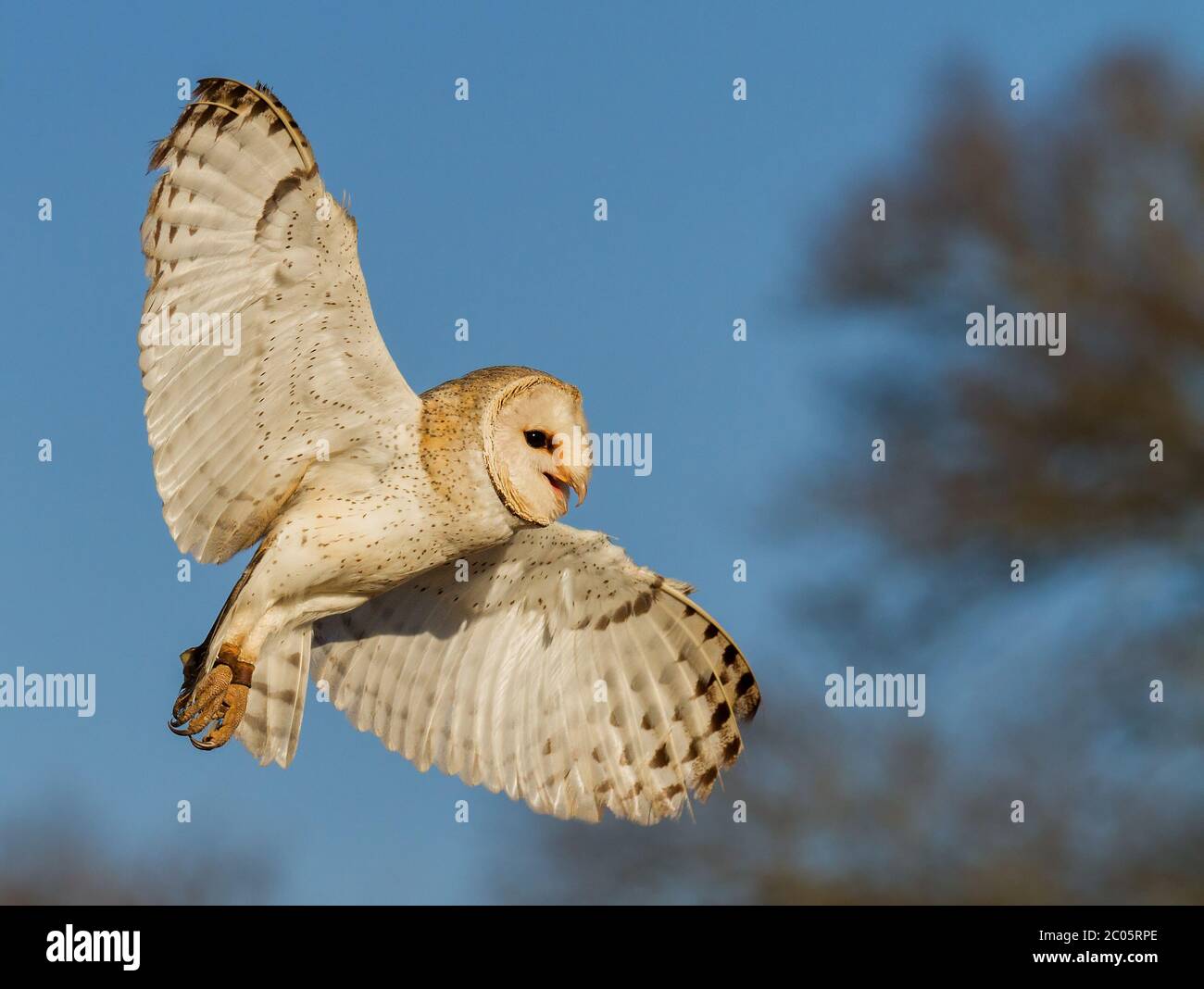 owl in flight Stock Photo