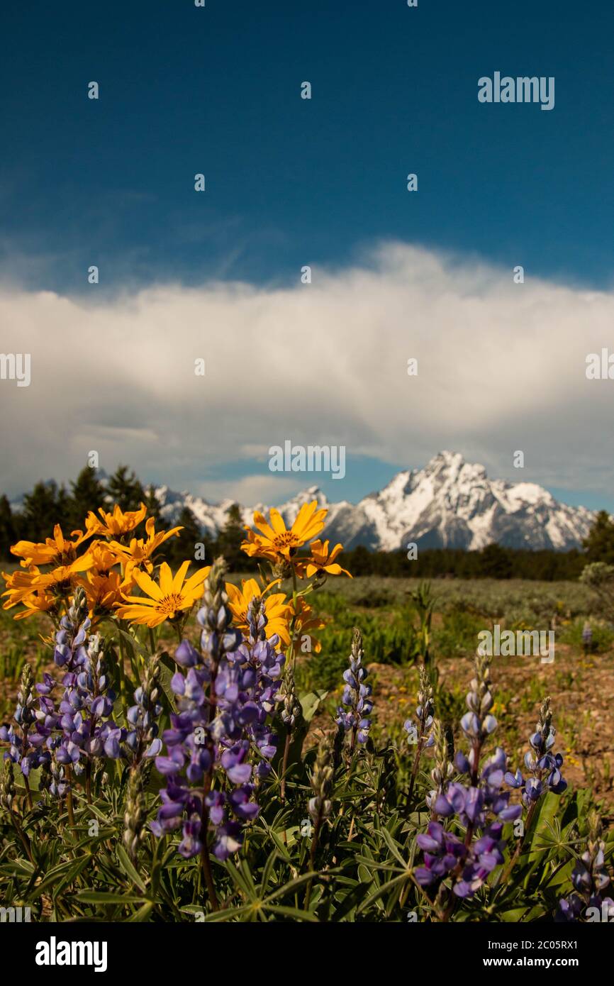 Wild Arrowleaf Balsamroot and Silver Lupine bloom across Willow Flats with  the snow capped Teton Mountain Range behind during spring at Grand Teton National Park in Moose, Wyoming. Stock Photo