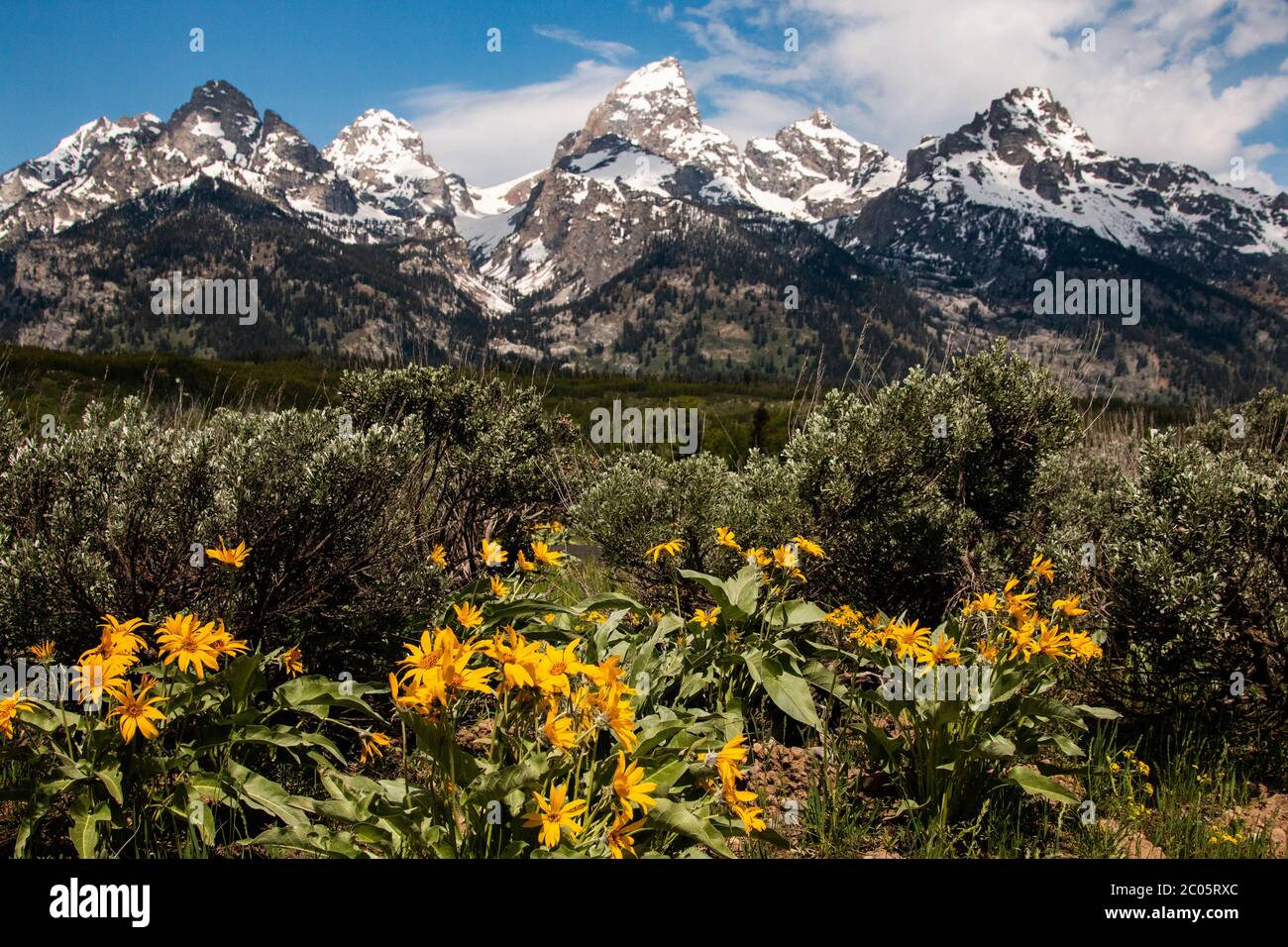 Wild arrowleaf balsamroot blooms across Willow Flats with  the snow capped Teton Mountain Range behind during spring at Grand Teton National Park in Moose, Wyoming. Stock Photo