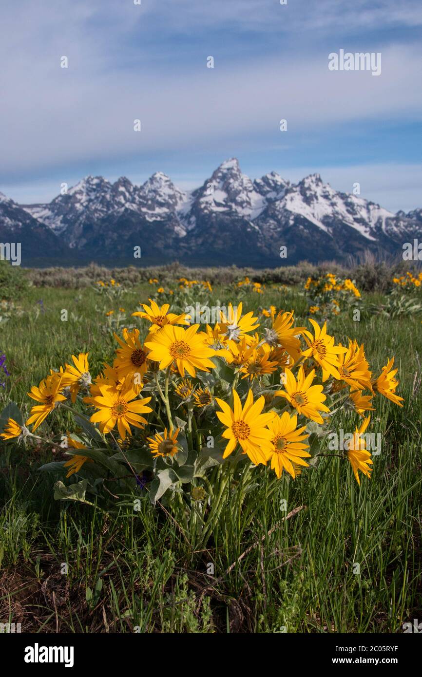 Wild arrowleaf balsamroot blooms across Willow Flats with the snow capped Teton Mountain Range behind during spring at Grand Teton National Park in Moose, Wyoming. Stock Photo