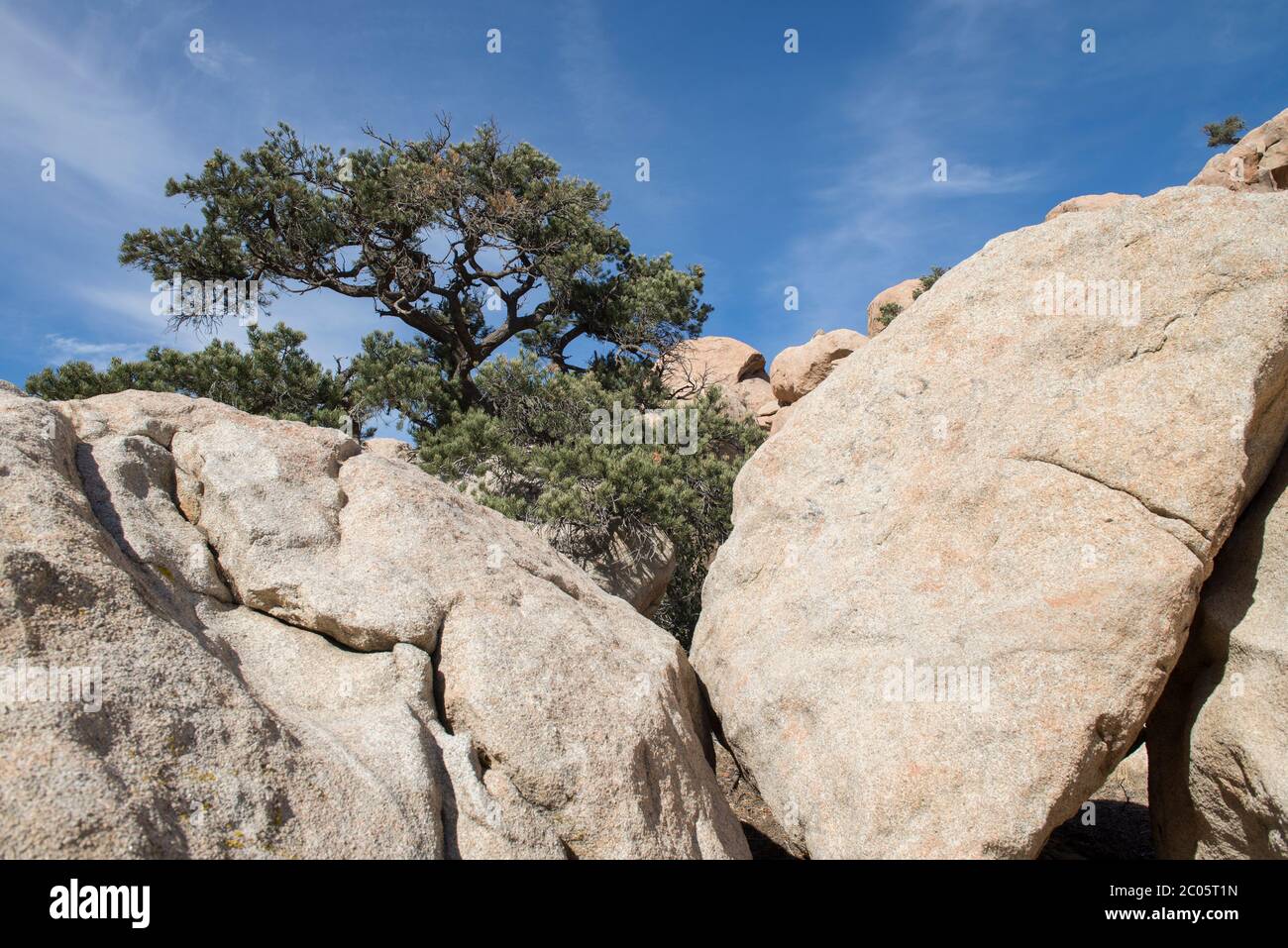 Plants and rocks in the Baja California Desert, near la rumorosa, Mexican landscape Stock Photo