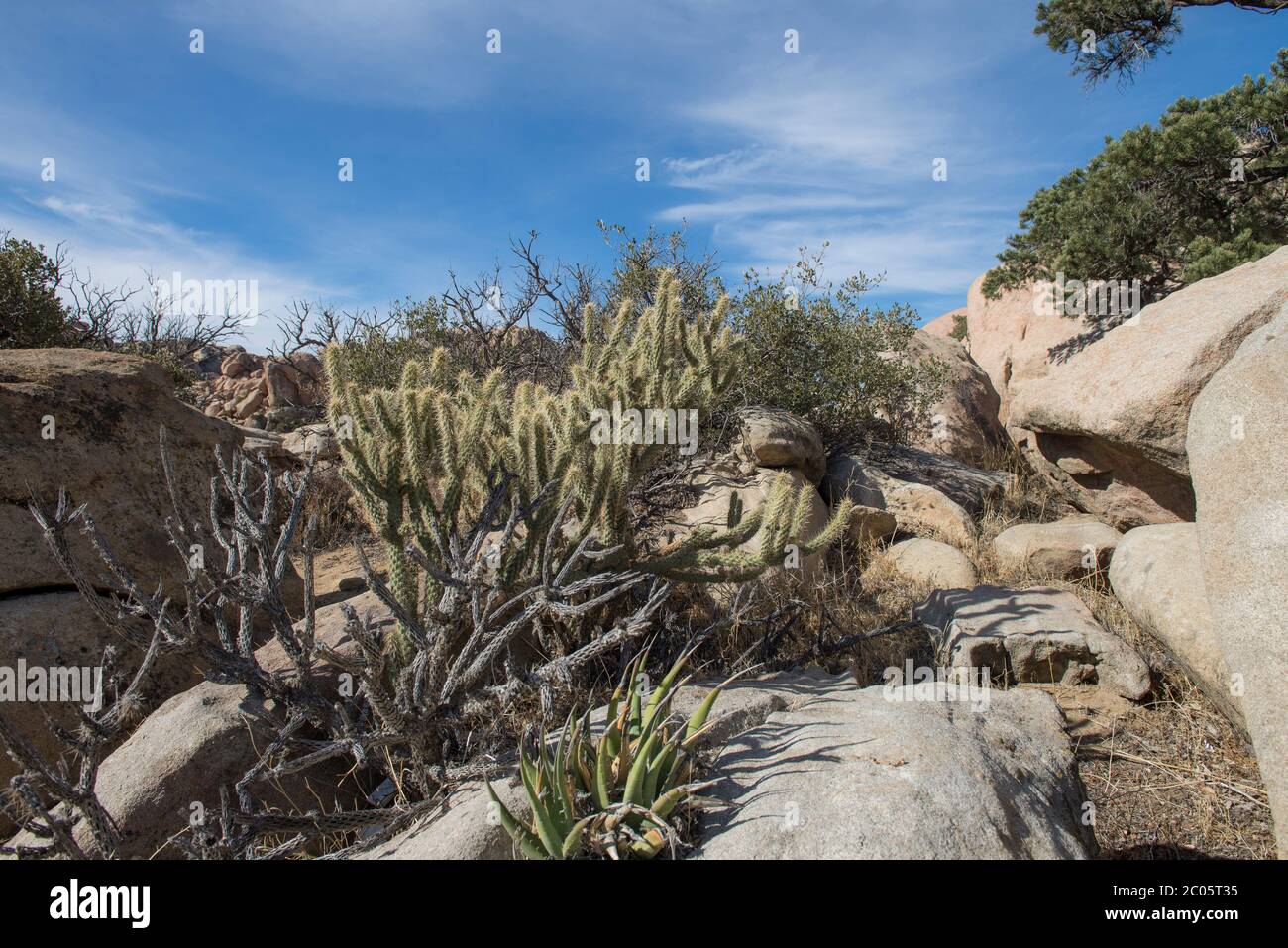 Cactus on the rocky mountains in the desert of Mexico, near La rumorosa and Mexicali, Baja California, Mexican landscape concept Stock Photo