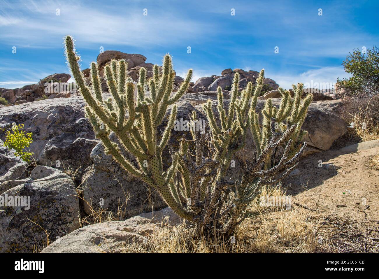 Cactus on the rocky mountains in the desert of Mexico, near La rumorosa and Mexicali, Baja California, Mexican landscape concept Stock Photo