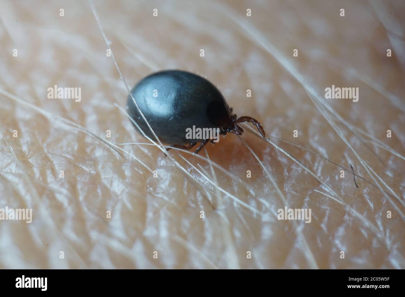 Super close up macro of blood filled black dark grey colored male tick