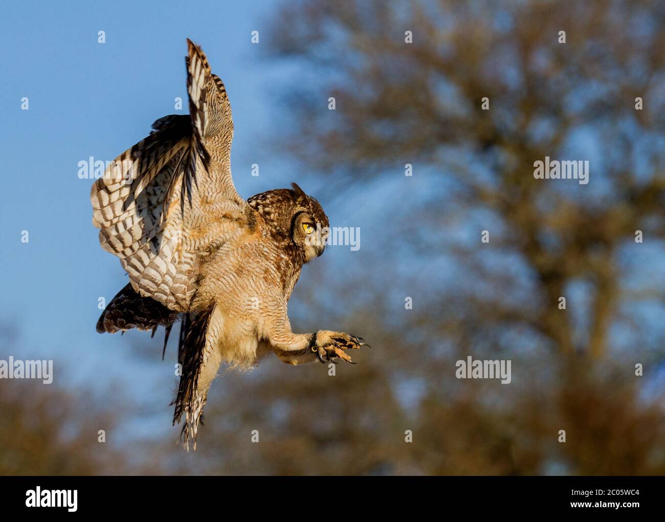 owl in flight Stock Photo