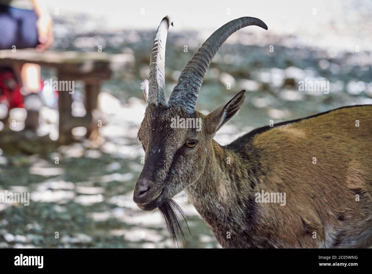 A goat in the Samaria Gorge on the Greek island of Crete Stock Photo