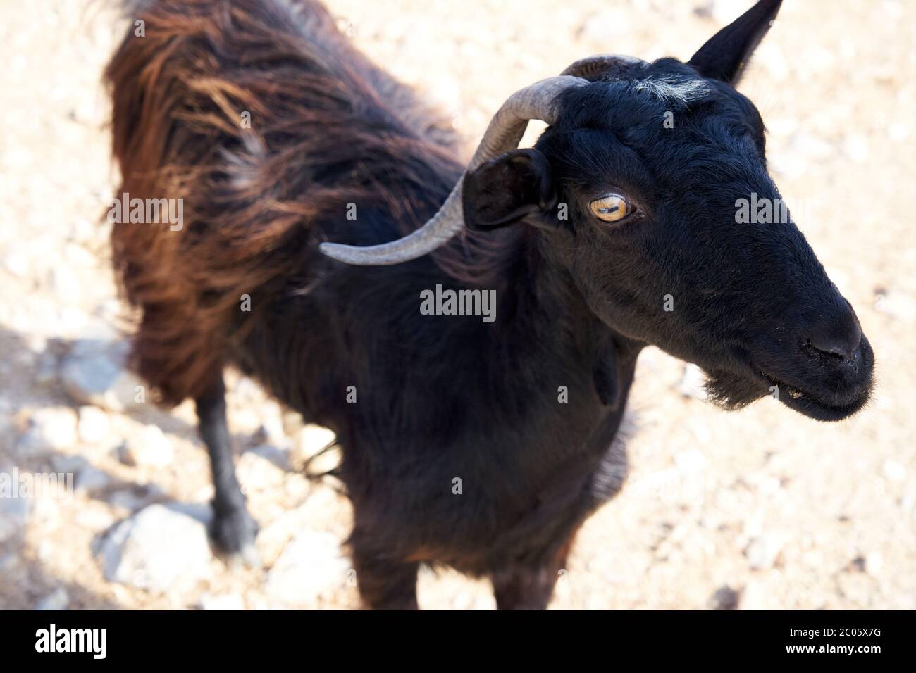 A black goat on Crete in Greece Stock Photo
