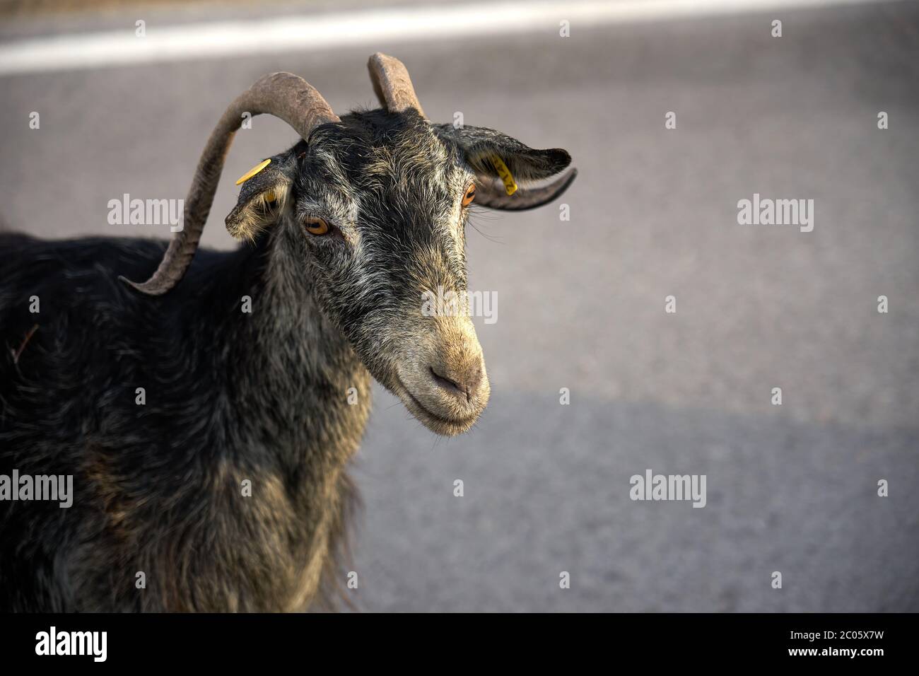 A goat on the greek island of Crete Stock Photo