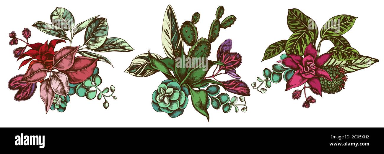 Flower bouquet of colored ficus, iresine, kalanchoe, calathea, guzmania, cactus Stock Vector