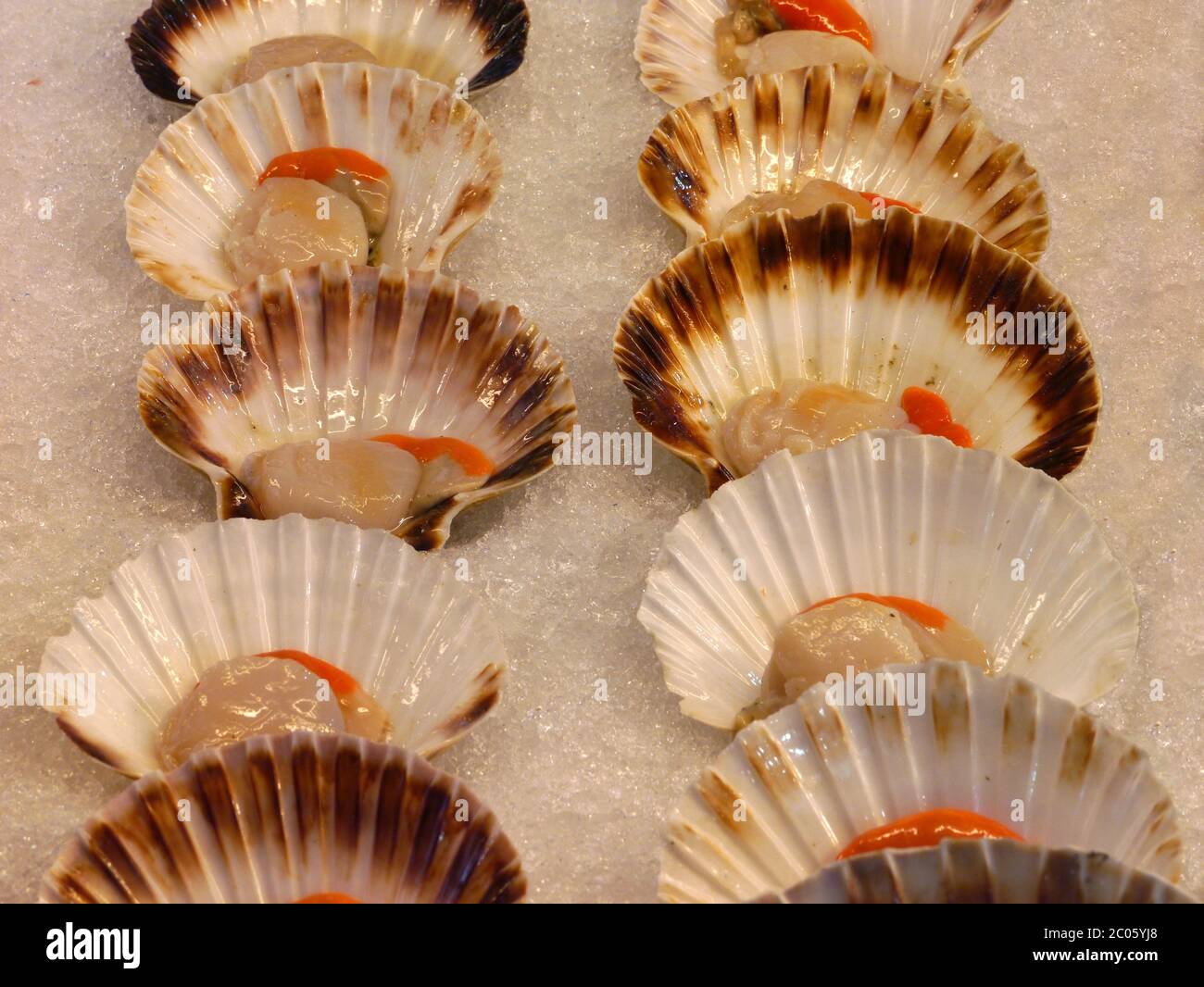 Scallop Stock Photo
