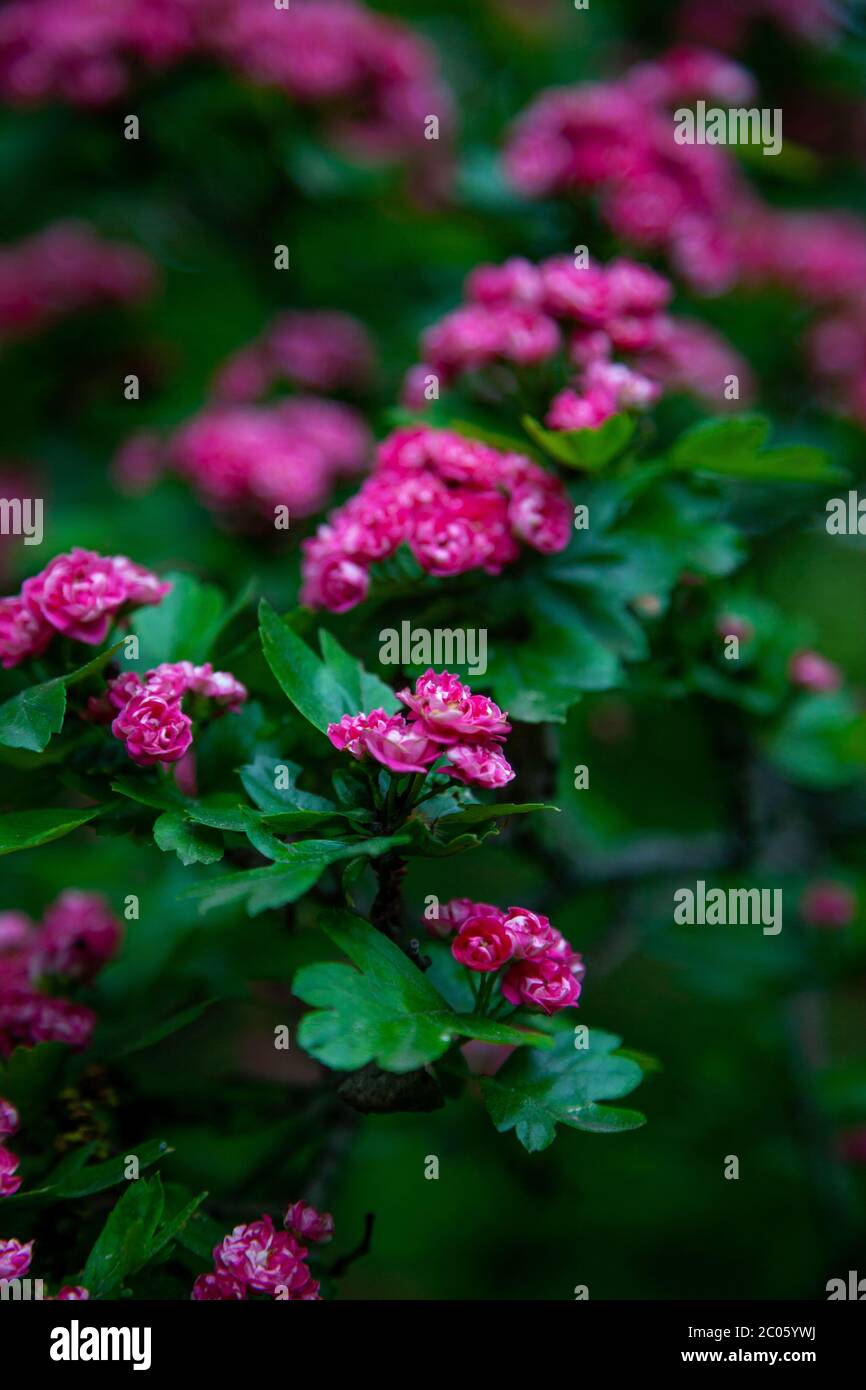 Hawthorn medicinal plant. Pink flowers on a flowering branch. Beautiful