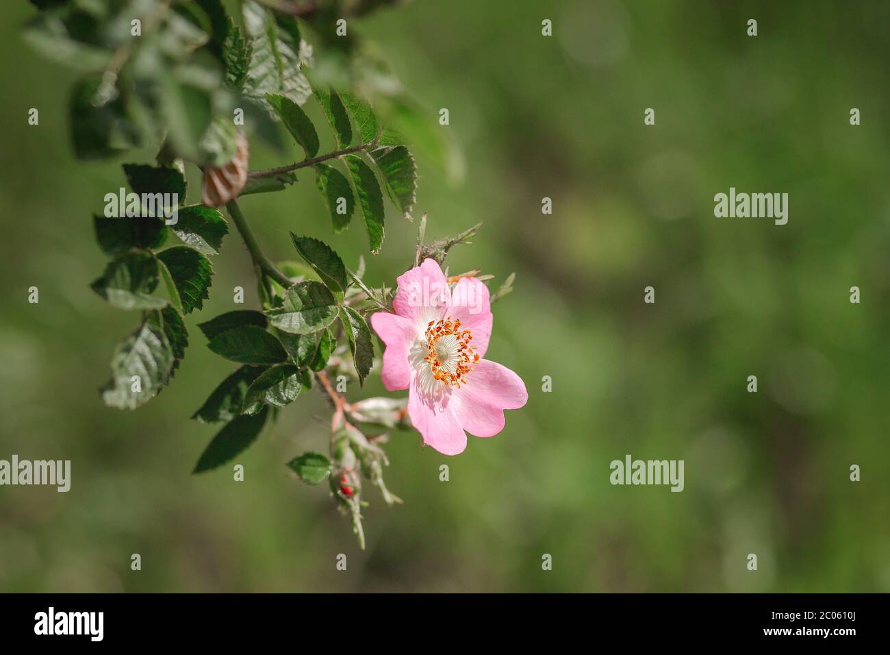 Pink rose photography hi-res stock photography and images - Alamy