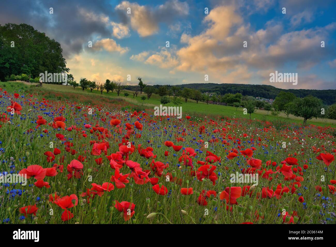 Blossoming poppy field in the morning light, Canton Zurich, Switzerland Stock Photo