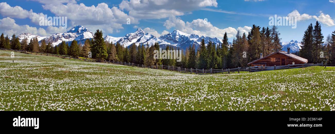 Maiensaess with flowering crocuses, behind them the snow-covered mountains Piz Ela, Corn da Tinizong, Piz Mitgel, Davos, Canton Graubuenden Stock Photo