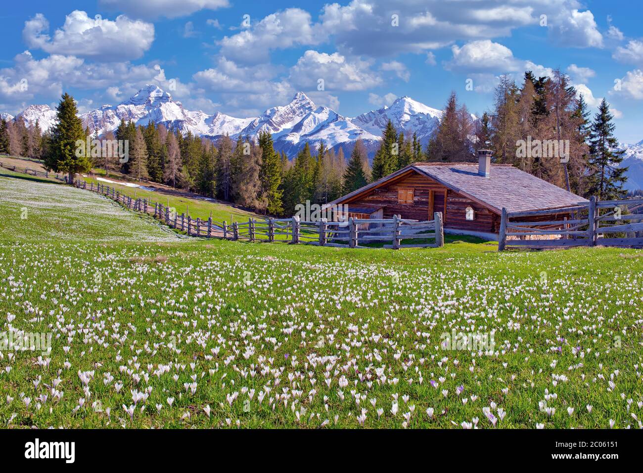 Maiensaess with flowering crocuses, behind them the snow-covered mountains Piz Ela, Corn da Tinizong, Piz Mitgel, Davos, Canton Graubuenden Stock Photo