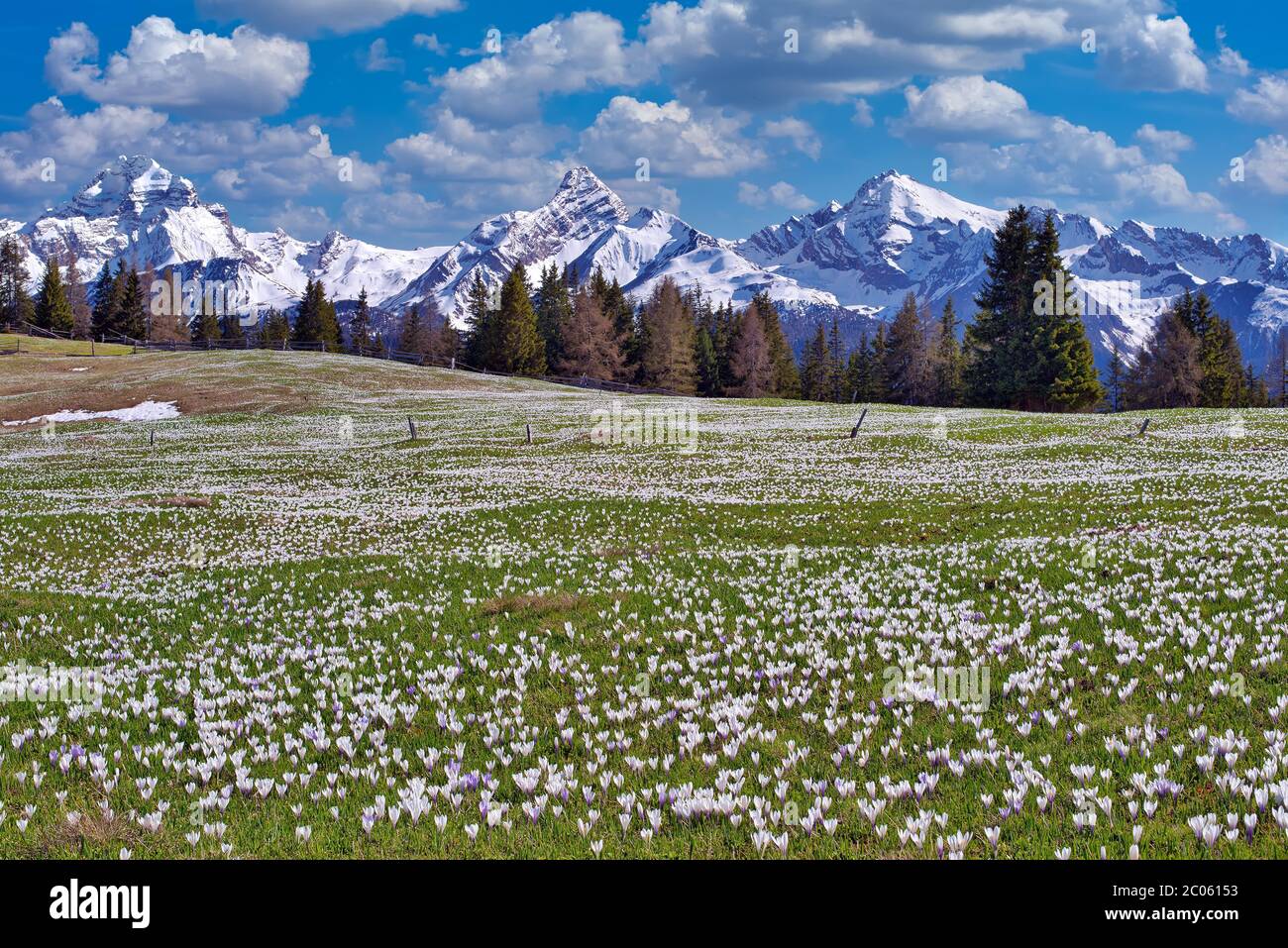 Maiensaess with flowering crocuses, behind them the snow-covered mountains Piz Ela, Corn da Tinizong, Piz Mitgel, Davos, Canton Graubuenden Stock Photo